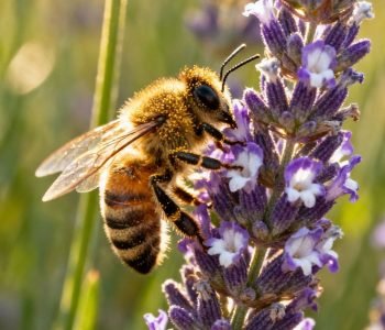 Closing the Ecosystem Gap: How Bees, Birds, and Native Trees Create a Self-Sustaining Living Environment
